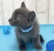 ロシアンブルー【滋賀県・男の子・2021年2月6日・ブルー】の写真2