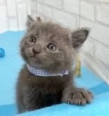 ロシアンブルー【滋賀県・男の子・2024年7月7日・ブルー】の写真2
