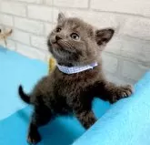 ロシアンブルー【滋賀県・男の子・2024年7月7日・ブルー】の写真3
