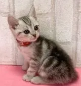 アメリカンショートヘア【滋賀県・女の子・2021年2月25日・シルバータビー】の写真3