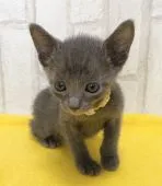 ロシアンブルー【滋賀県・男の子・2021年3月3日・ブルー】の写真3