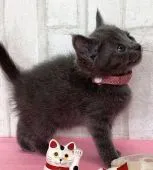 ロシアンブルー【滋賀県・女の子・2021年1月22日・ブルー】の写真3