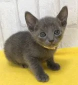 ロシアンブルー【滋賀県・男の子・2021年3月3日・ブルー】の写真4