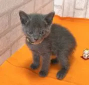 ロシアンブルー【滋賀県・女の子・2021年8月8日・ブルー】の写真4