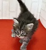 ラガマフィン【滋賀県・女の子・2021年4月17日・シルバータビー】の写真4