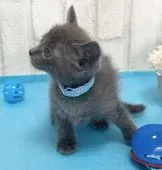 ロシアンブルー【滋賀県・男の子・2021年2月6日・ブルー】の写真4