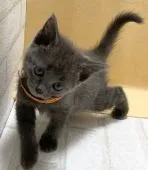 ロシアンブルー【滋賀県・女の子・2020年7月31日・ブルー】の写真4