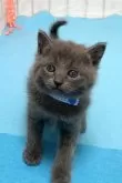 ロシアンブルー【滋賀県・男の子・2024年7月7日・ブルー】の写真4