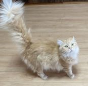 ラガマフィン【・女の子・2021年3月24日・レッドタビー&ホワイト】