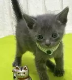 ロシアンブルー【滋賀県・男の子・2024年4月13日・ブルー】の写真5