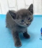 ロシアンブルー【滋賀県・男の子・2021年2月6日・ブルー】の写真5