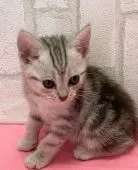 アメリカンショートヘア【滋賀県・女の子・2021年2月25日・シルバータビー】の写真5