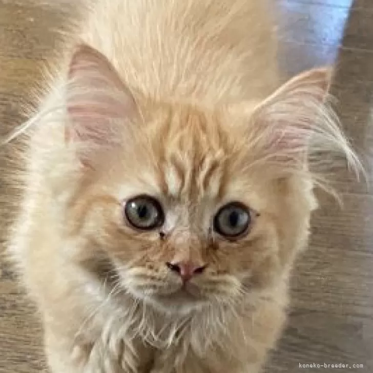 ID：2507-02161の子猫