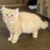 ラガマフィン