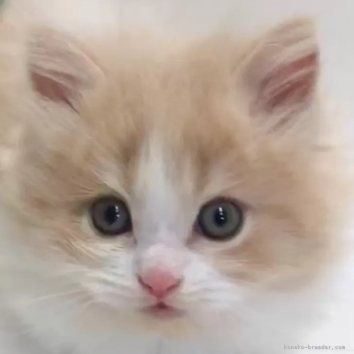 ID：2409-03273の子猫