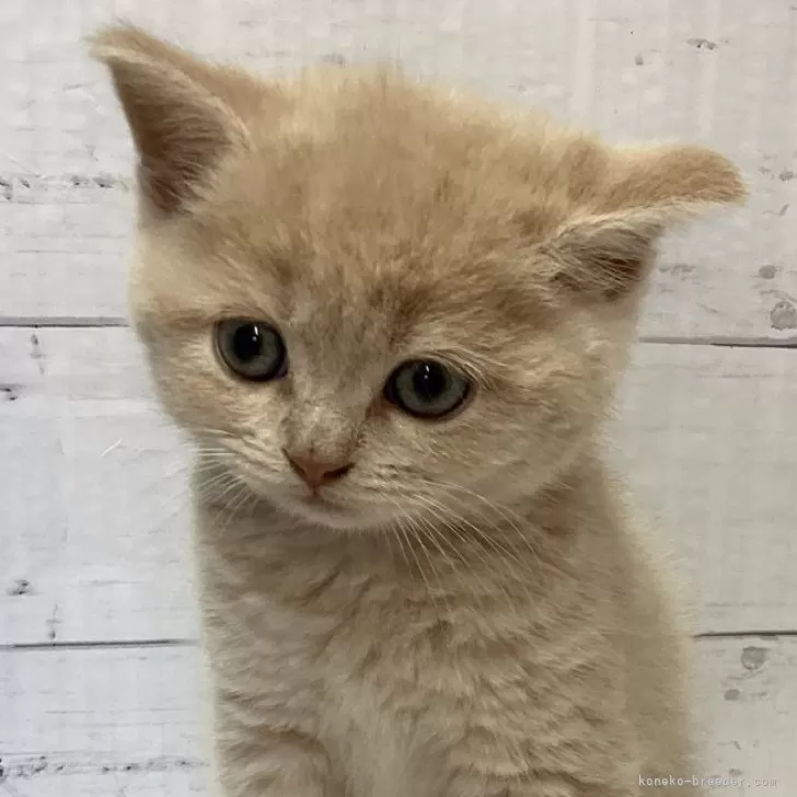 ID：2406-01515の子猫