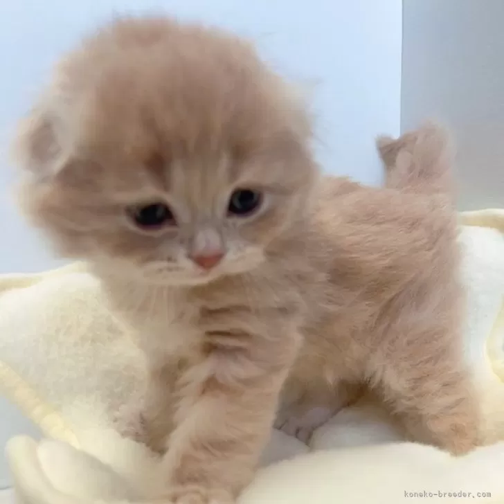 ID：2412-00431の子猫