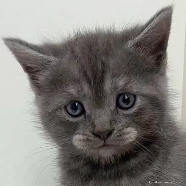 ID:2408-00580の子猫