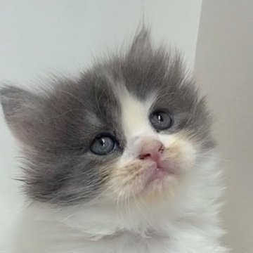 スコティッシュストレート【愛知県・女の子・2024年7月13日・ダイリュートキャリコ（ロングヘア）】の写真「ママと同じ3種柄が綺麗なキャリコの女の子です🎀」