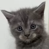 スコティッシュストレート【愛知県・男の子・2024年7月13日・ブルータビー】の写真1「いつも元気ウロウロして活発な男の子😊」