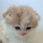 スコティッシュフォールド(折れ耳)【愛知県・男の子・2024年11月2日・クリーム&ホワイト】の写真1「ミルクも離乳食もよく食べてムチムチです♡」