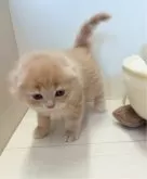 スコティッシュフォールド(折れ耳)【愛知県・男の子・2024年11月2日・クリーム】の写真2「クリームも毛並みがとっても綺麗です♡」