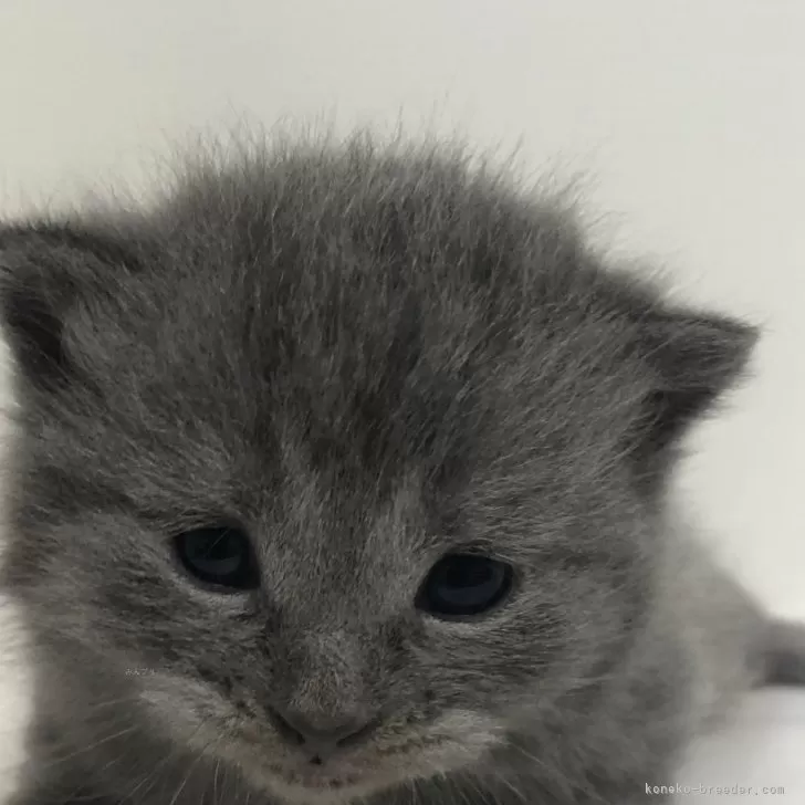 ID:2504-01927の子猫