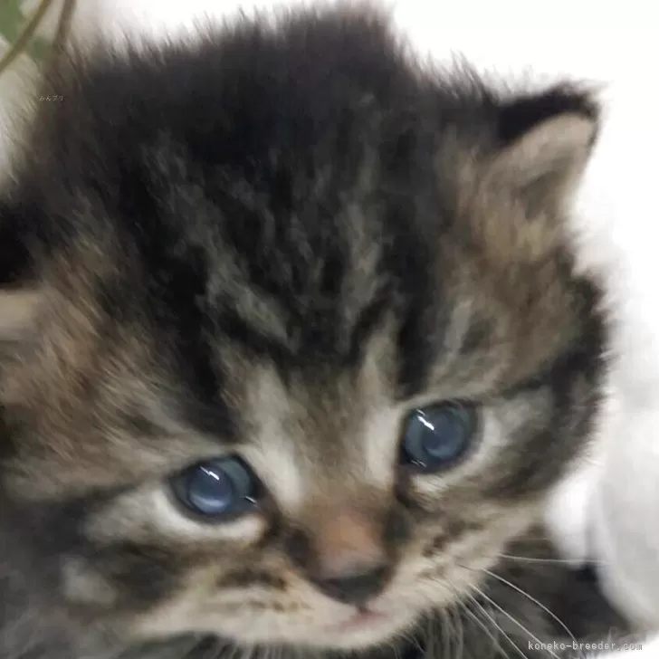 ID:2508-00196の子猫