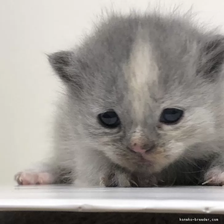 ID：2504-01925の子猫