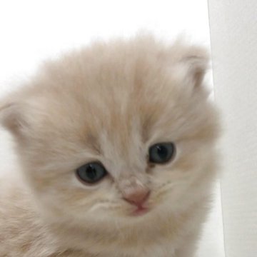 ブリティッシュショートヘア【愛知県・男の子・2025年7月31日・クリーム】の写真「ブリティッシュの男の子です❗️」