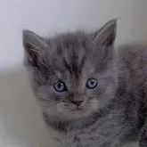 スコティッシュストレート【愛知県・男の子・2024年11月22日・ブルー】の写真1「可愛いイケメンくん♡」