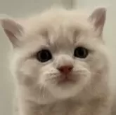 スコティッシュストレート【愛知県・男の子・2024年11月22日・クリーム】の写真1「優しいお顔♡」