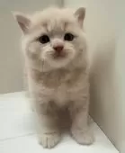 スコティッシュストレート【愛知県・男の子・2024年11月22日・クリーム】の写真2「とっても綺麗なクリームくん」