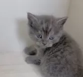 スコティッシュストレート【愛知県・男の子・2024年11月22日・ブルー】の写真3「ふわふわの毛質♡」