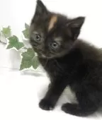 マンチカン(長足)【愛知県・女の子・2025年7月11日・ブラック】の写真3