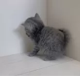 スコティッシュストレート【愛知県・男の子・2024年11月22日・ブルー】の写真4「お手手のシマシマ可愛い♡」