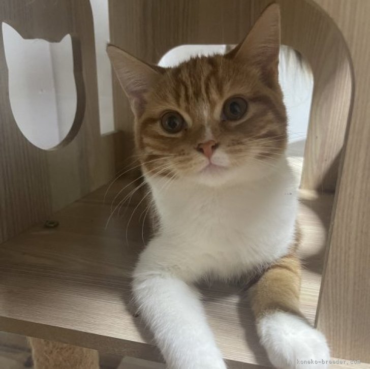 H.O 様のお迎えした子猫