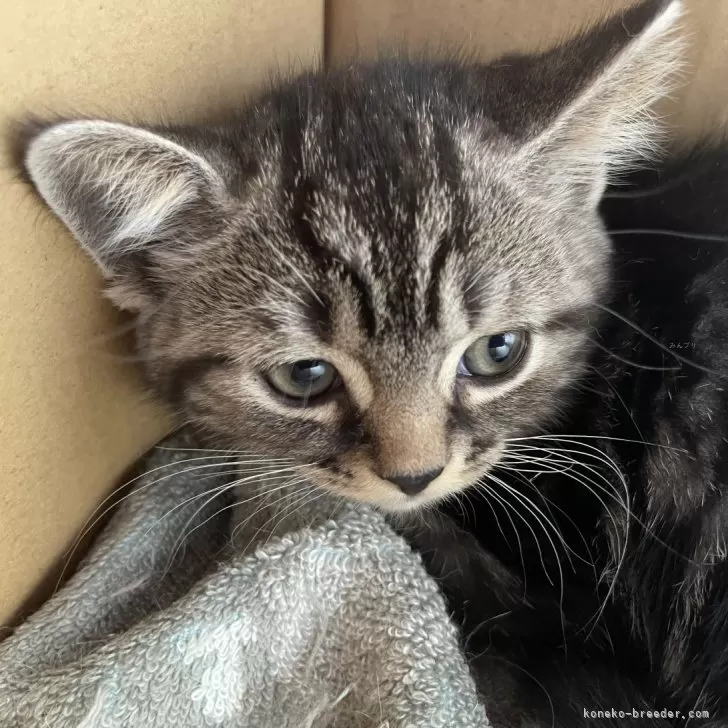 ID：2406-02940の子猫