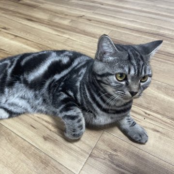スコティッシュフォールド【岡山県・男の子・2024年4月22日・シルバータビー（ショート）】の写真「タビー柄が綺麗な男の子」