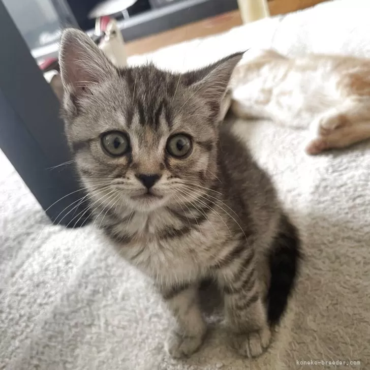 ID：2506-01424の子猫