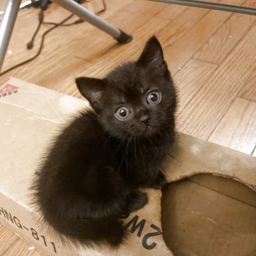 マンチカン✖️スコティッシュフォールド【岡山県・女の子・2025年9月10日・ブラックタビー（ショート）】の写真「まんまるのお目目が特徴」