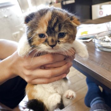 スコティッシュフォールド(折れ耳)【岡山県・女の子・2025年9月19日・キャリコ（ショート）】の写真「珍しいカラーです。」