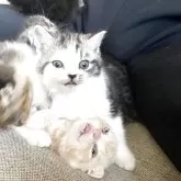 スコティッシュフォールド(立ち耳)