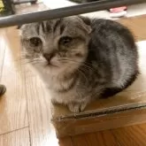 マンチカン✖️スコティッシュフォールド