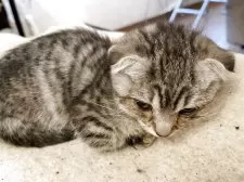 マンチカン✖️スコティッシュフォールド【岡山県・女の子・2025年9月11日・シルバータビー】の写真5