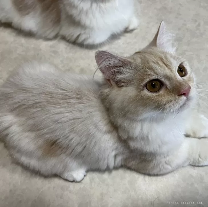 ID：2405-00263の子猫