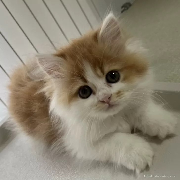 ID：2404-03436の子猫