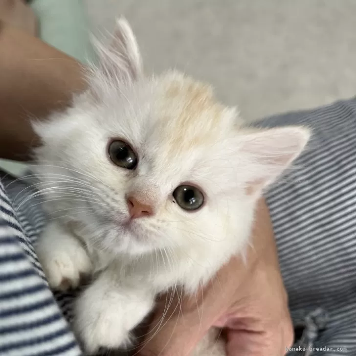 ID：2408-02684の子猫
