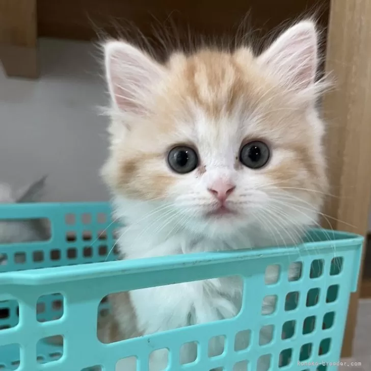 ID:2408-02678の子猫
