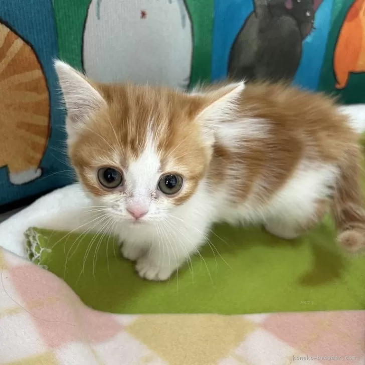 ID：2401-02560の子猫